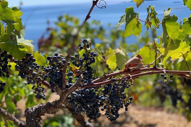 Authentic private viewpoint wine&dine tour - The road time is part of the experience