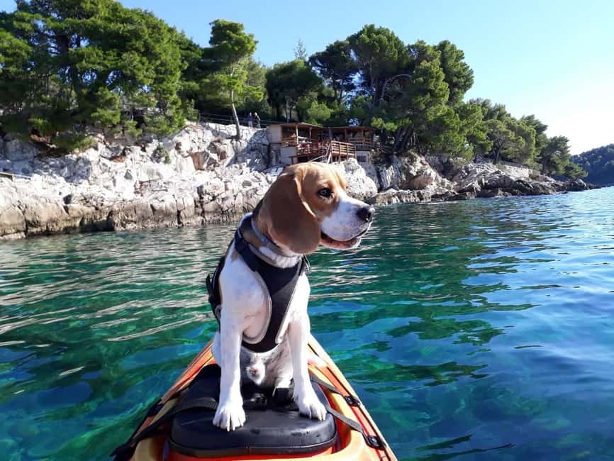 Cavtat: 'Pomalo' Guided Sea Kayaking Tour - Key points to know before you book