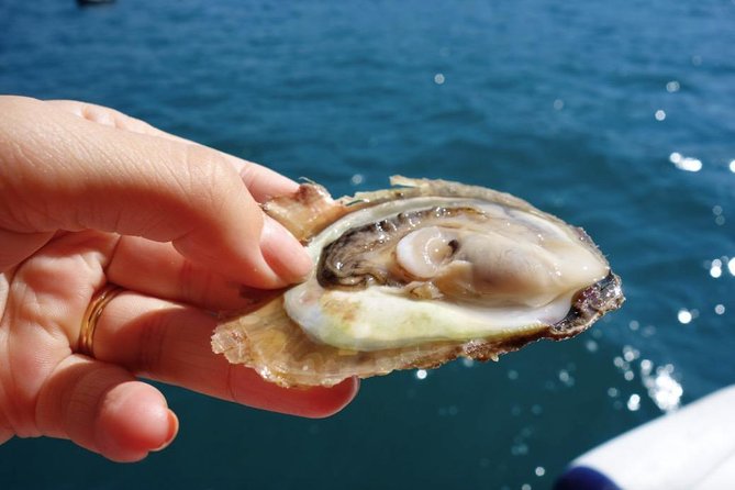 Classic Tour with Wine Tastings from Dubrovnik - First taste: oysters, white wine, and the bay