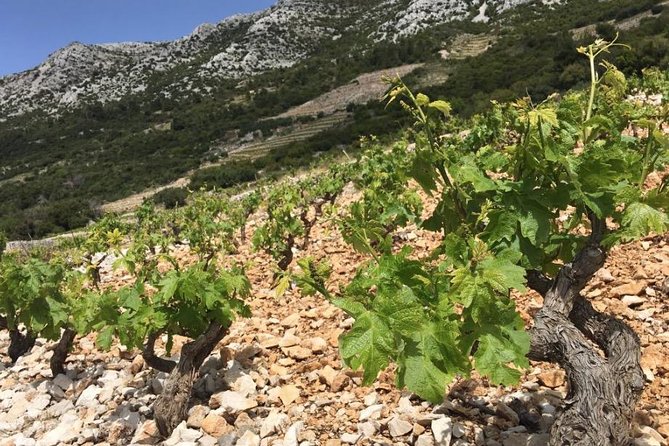 Classic Tour with Wine Tastings from Dubrovnik - The drive with Mario: travel time that earns its keep