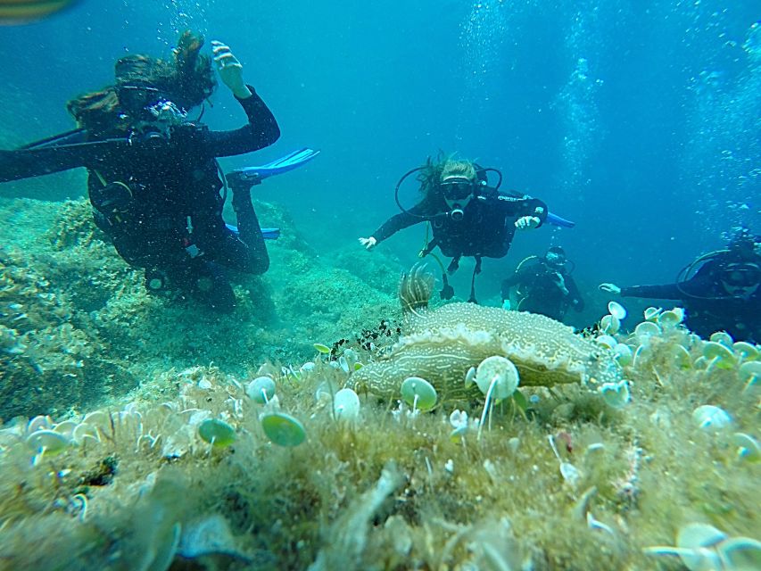 Dubrovnik: 1-Day Discover Scuba Diving Course - At a glance: what you get for $176