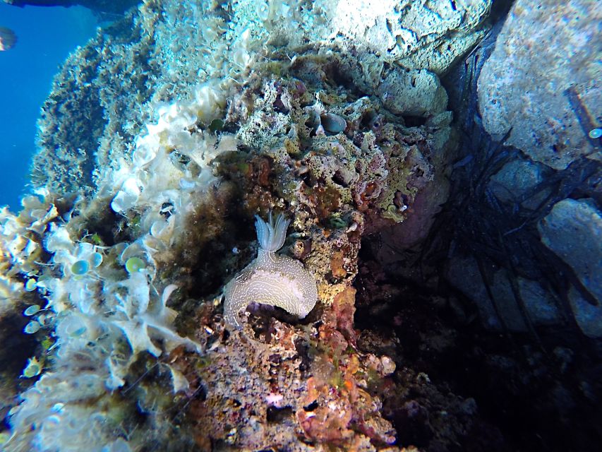 Dubrovnik: 1-Day Discover Scuba Diving Course - Getting started at Dubrovnik Palace