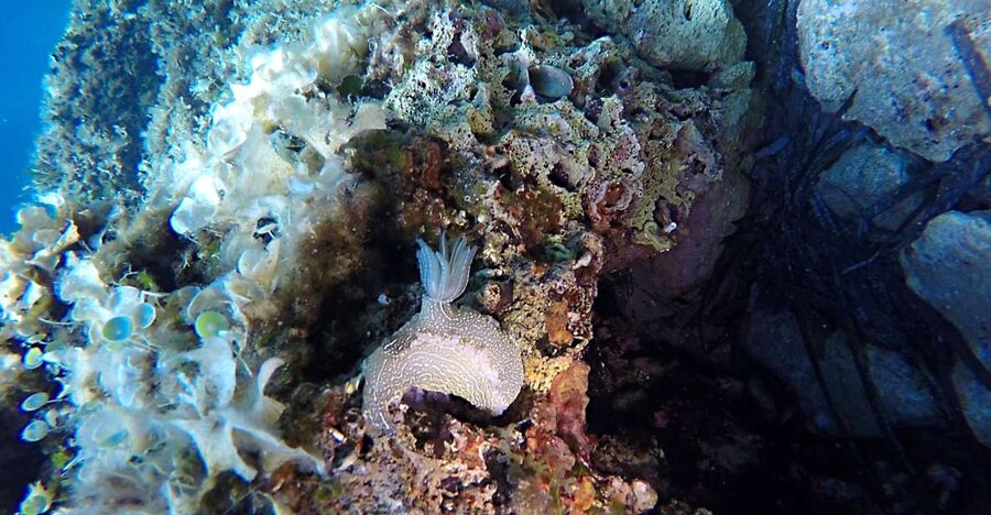 Dubrovnik: 1-Day Discover Scuba Diving Course - What the first-time experience feels like