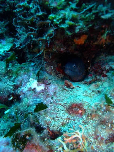 Dubrovnik: 1-Day Diving Package - What the shore sites offer