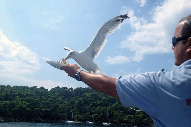 Dubrovnik Elafiti Islands Cruise with Lunch, Drinks and Pickup - Šipan and the waterfront at Suđurađ