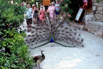 Epic Game of Thrones Tour + Lokrum Island Option
