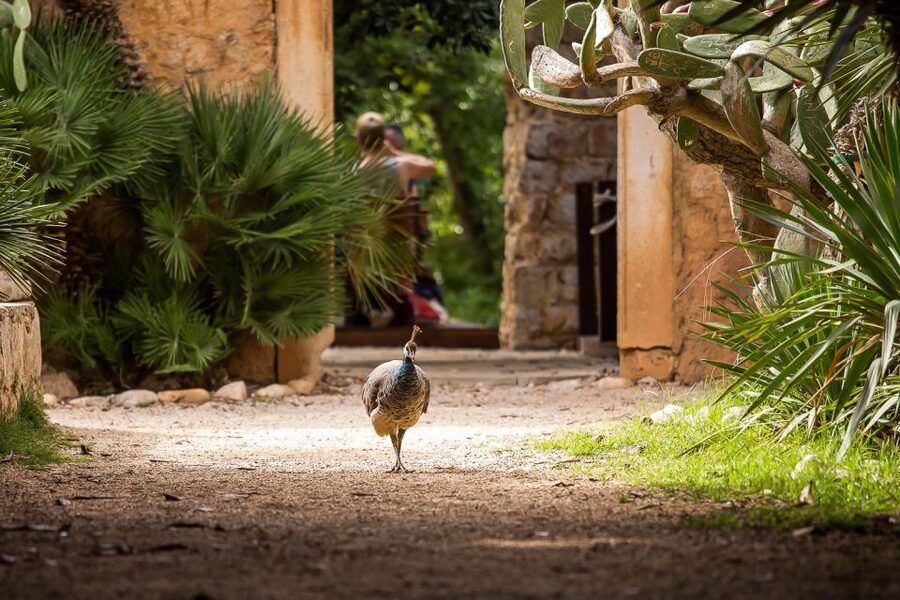 Dubrovnik: Game of Thrones&Lokrum Island Walking Tour - Starting at Pile Square