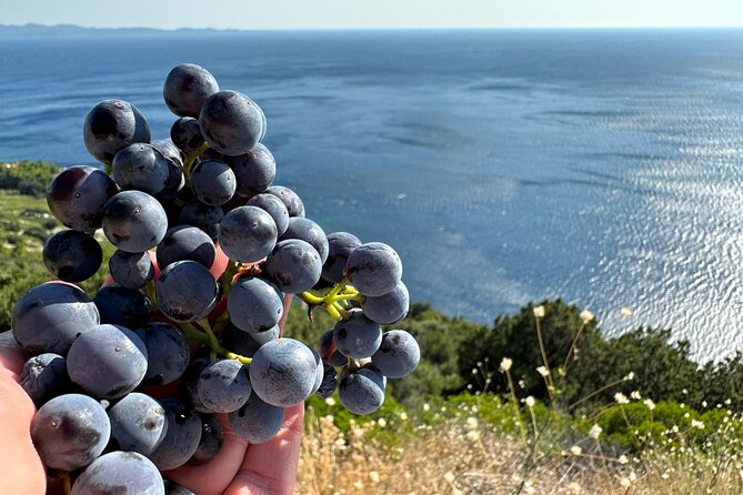 Dubrovnik Private Wine Tasting Tour to Peljesac Peninsula - Who will get the most from this day