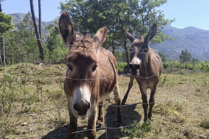 Flavours of Konavle: Wine, Food & Village Life Experience - Leaving Dubrovnik for the Konavle Valley
