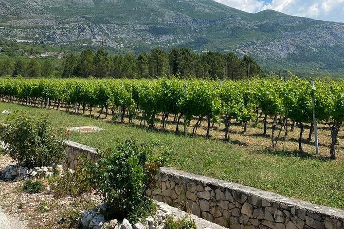 Half-Day Wine and Food Tasting from Dubrovnik - What the wine tasting feels like