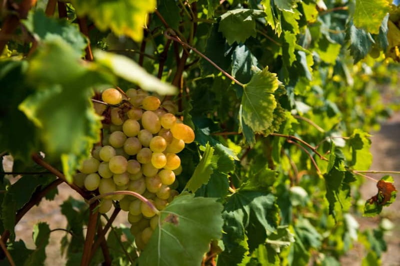 Konavle Valley: Tour with Wine Tasting from Dubrovnik - Wine tasting across several stops