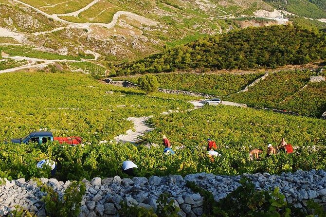 Oysters & Wine Tour From Dubrovnik (Small Group) - Who Will Get the Most From It