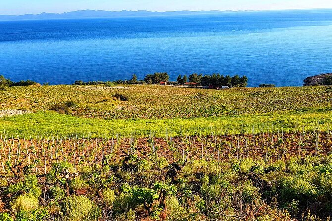 Peljesac and Ston Private Wine Tour with Tastings from Dubrovnik - Potomje and the first two wineries