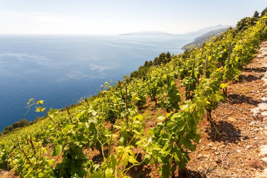 Pelješac Full-Day Wine and Food Tour from Dubrovnik - Leaving Dubrovnik for Pelješac
