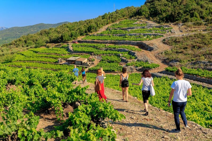 Pelješac Full-Day Wine and Food Tour from Dubrovnik - How the day feels in practice