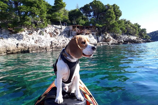 'Pomalo' Guided Sea Kayaking Tour in Cavtat - Key points to know