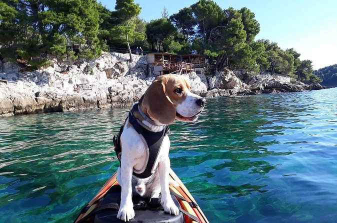 'Pomalo' Guided Sea Kayaking Tour in Cavtat - Weather, timing, and practical planning