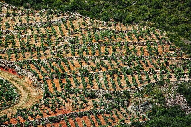 Private Boat Tour from Dubrovnik to Elaphiti Islands - Lopud village, monastery, and arboretum