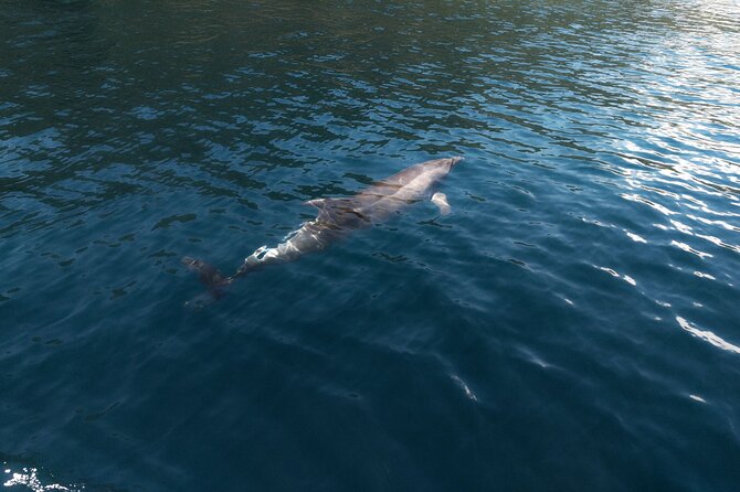 Private Boat Tours Dubrovnik Beach stops and Blue Cave tour - What the skippers add to the day