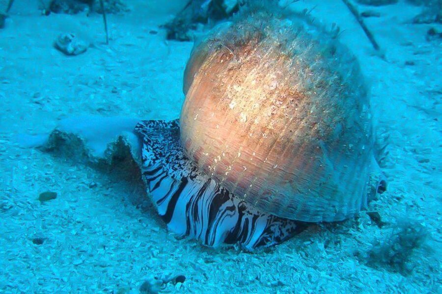 Scuba Diving in Dubrovnik: 1 Dive for Certified Divers - What the 150-minute Dubrovnik session is really like