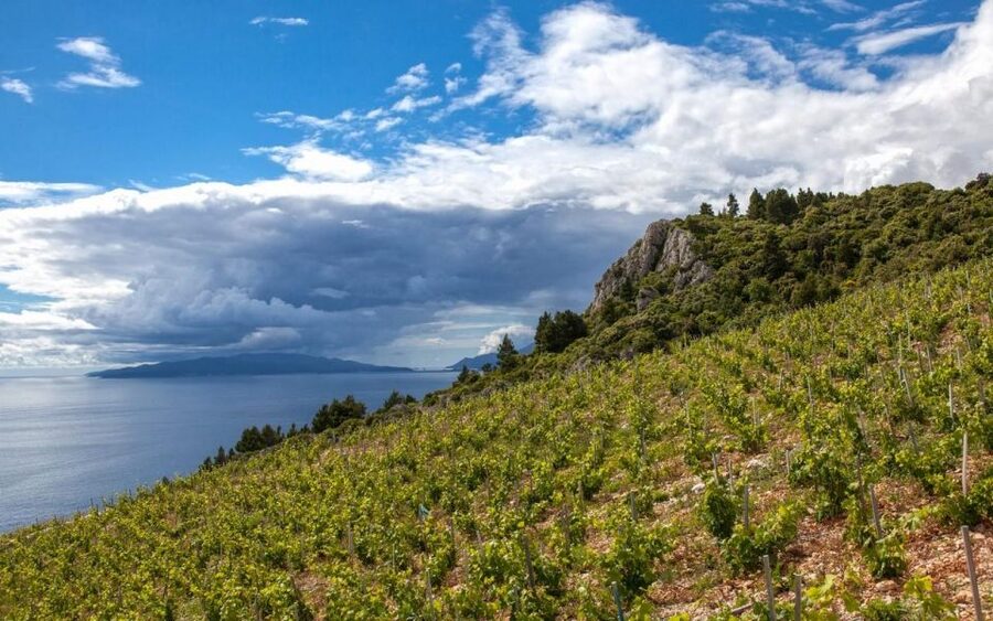 Ston and Korcula Island Day Trip from Dubrovnik with Wine - Who will enjoy this day trip most
