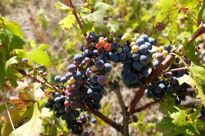 Wine Lover's Tour of Peljesac Peninsula - The guide can shape the whole day